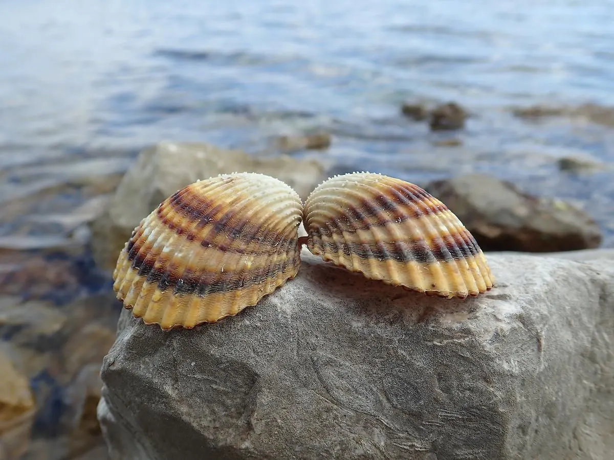 Apartments Marino Povlja  Croatia